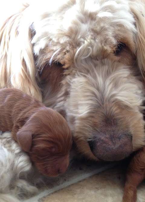 Coulee Creek Goldendoodles